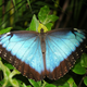 Illustration for article titled Extraordinary eggs and caterpillars are as beautiful as the butterflies